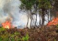 Karhutla di Provinsi Jambi/Net