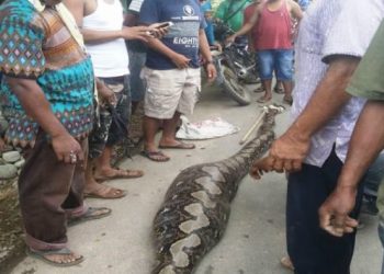 ular piton sepanjang enam meter usai memangsa seekor kambing/Net