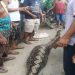 ular piton sepanjang enam meter usai memangsa seekor kambing/Net