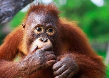Orangutan. (Ilustrasi)