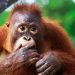 Orangutan. (Ilustrasi)