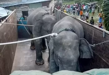 Dua Gajah Jantan saat direlokasi(Poto, Merdeka.com)