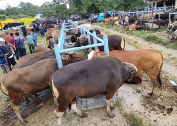 Poto Pasar Ternak Muara Bulian(Poto Supri/G12)