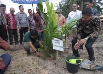 Bupati Batanghari saat tanama sawit perdana(poto Shely G12)