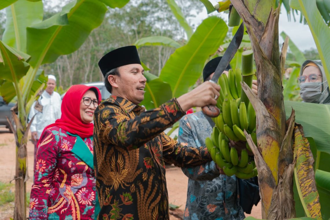 Ketua DPRD Provinsi Jambi saat panen pisang di Ponpes Irsyadul 'ibad(Poto Hms)