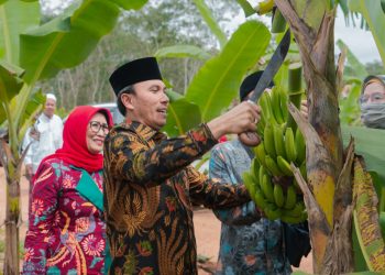 Ketua DPRD Provinsi Jambi saat panen pisang di Ponpes Irsyadul 'ibad(Poto Hms)