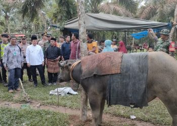 Gubernur Al Haris Saksikan Tradisi Adat Bantai Ternak di Rantau Panjang Tabir(poto ist)
