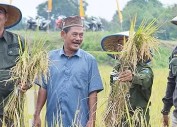 Bupati Fadhil Arief Gelar Panen Raya Padi(poto hms -G12)